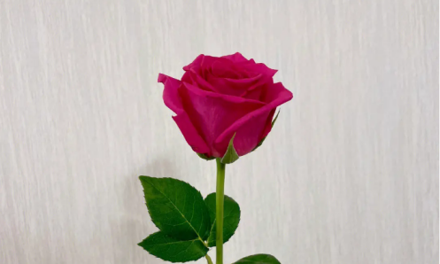弗洛伊德的花语是什么-弗洛伊德玫瑰花花语来源含义